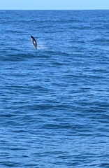 Lissodelphis borealis
