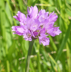 Allium serra