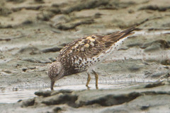 Calidris virgata × tenuirostris