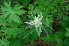 Castilleja pallida