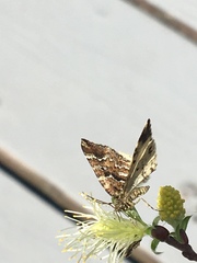 Enchoria lacteata