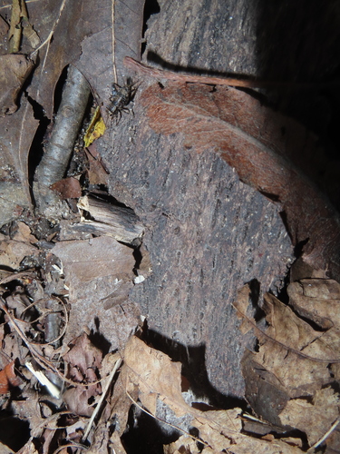 Spotted Ground Cricket photo 5