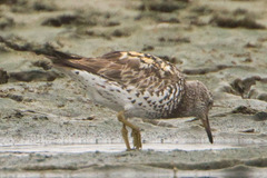Calidris virgata × tenuirostris