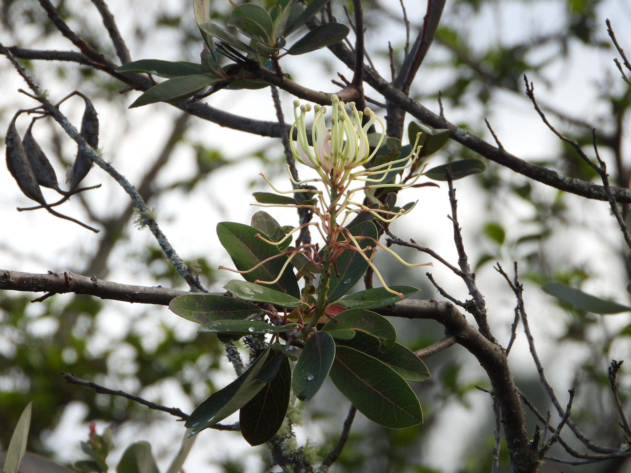 Oreocallis image