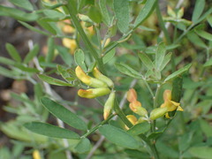 Acmispon dendroideus traskiae