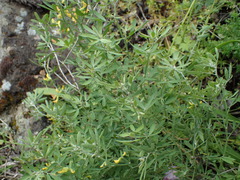 Acmispon dendroideus traskiae