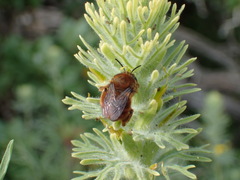 Habropoda depressa