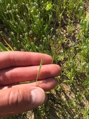 Festuca microstachys