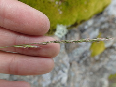 Poa secunda secunda