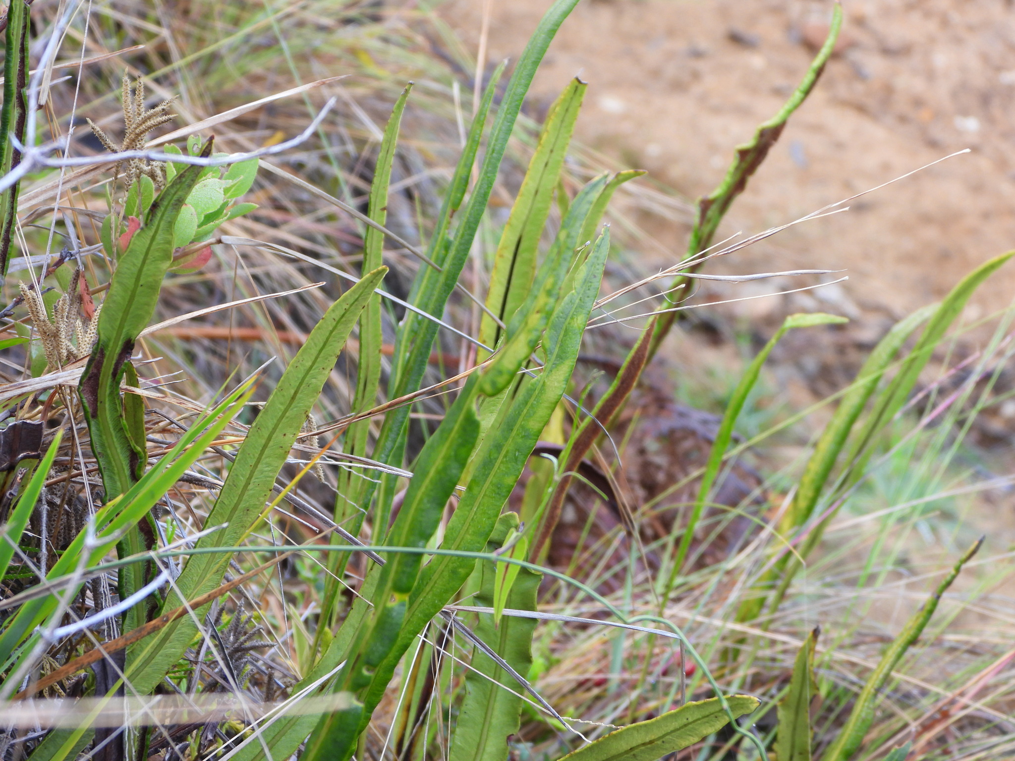 Baccharis genistelloides image