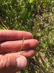 Festuca microstachys