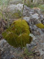 Poa secunda secunda