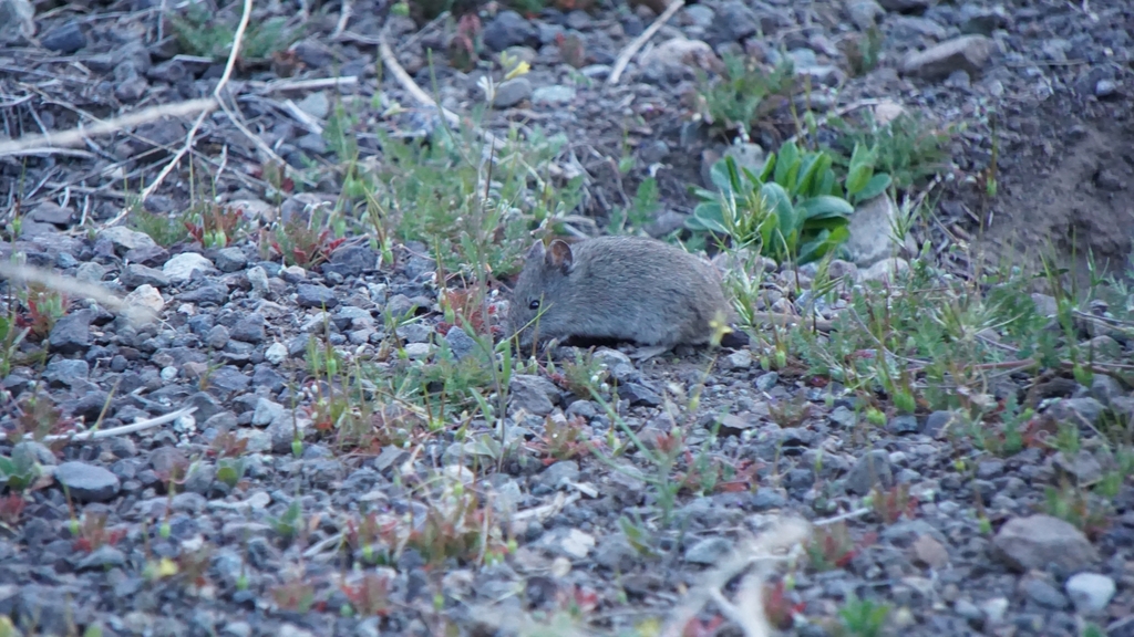 Andean Altiplano Mouse from La Yesera, Los Andes, Valparaíso, Chile on ...