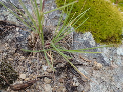 Poa secunda secunda