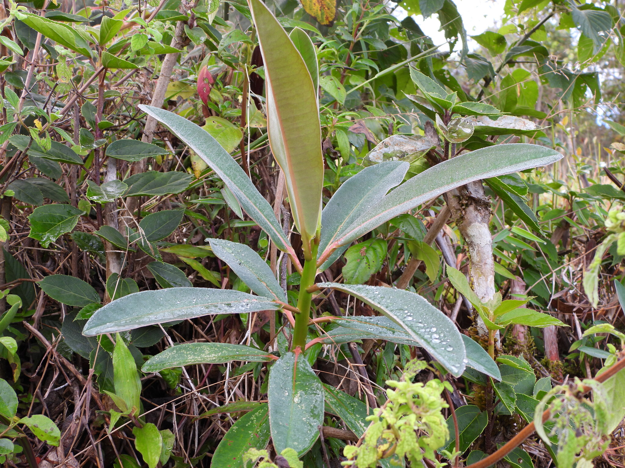 Euphorbia laurifolia image
