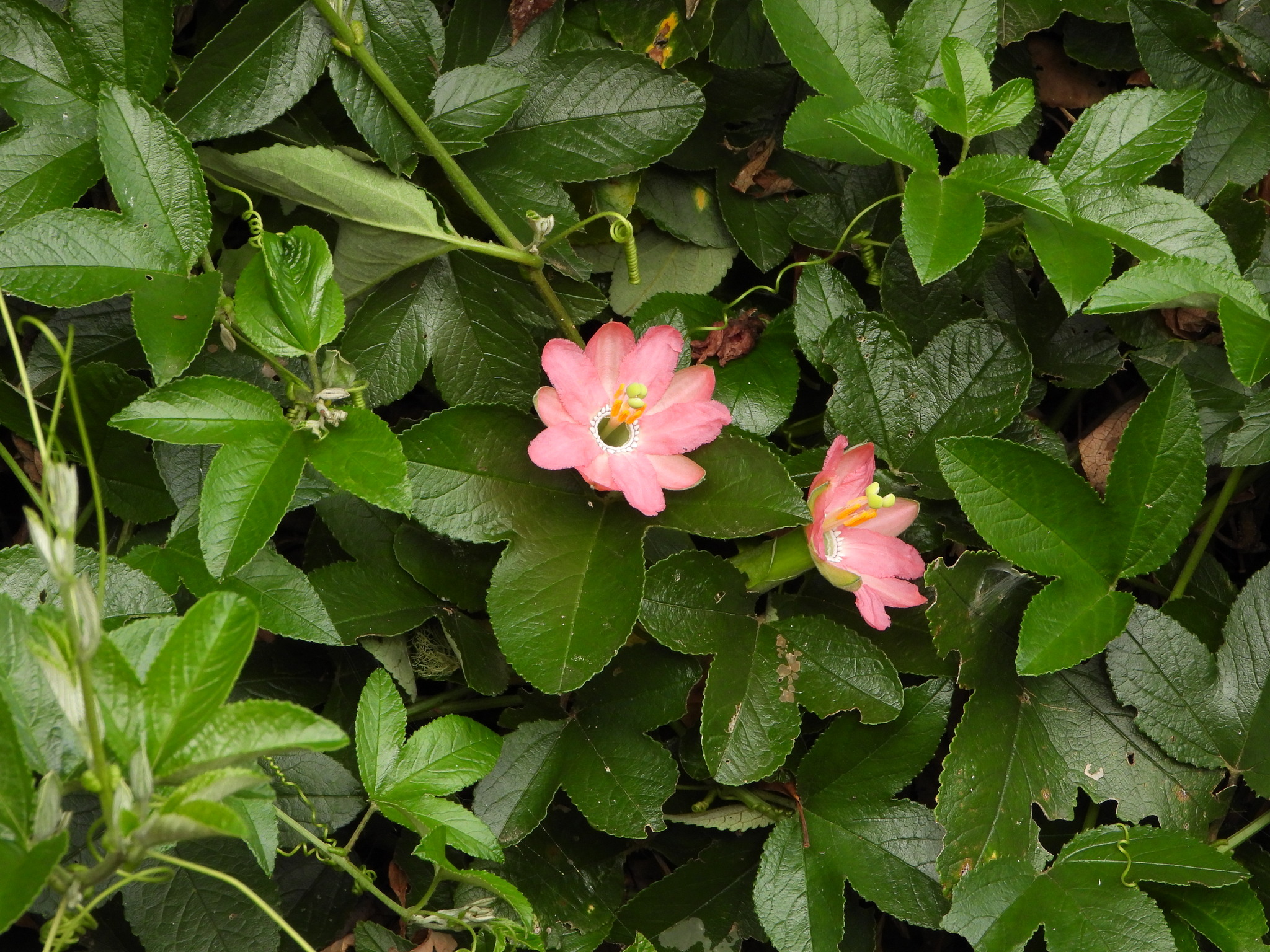 Passiflora mathewsii image