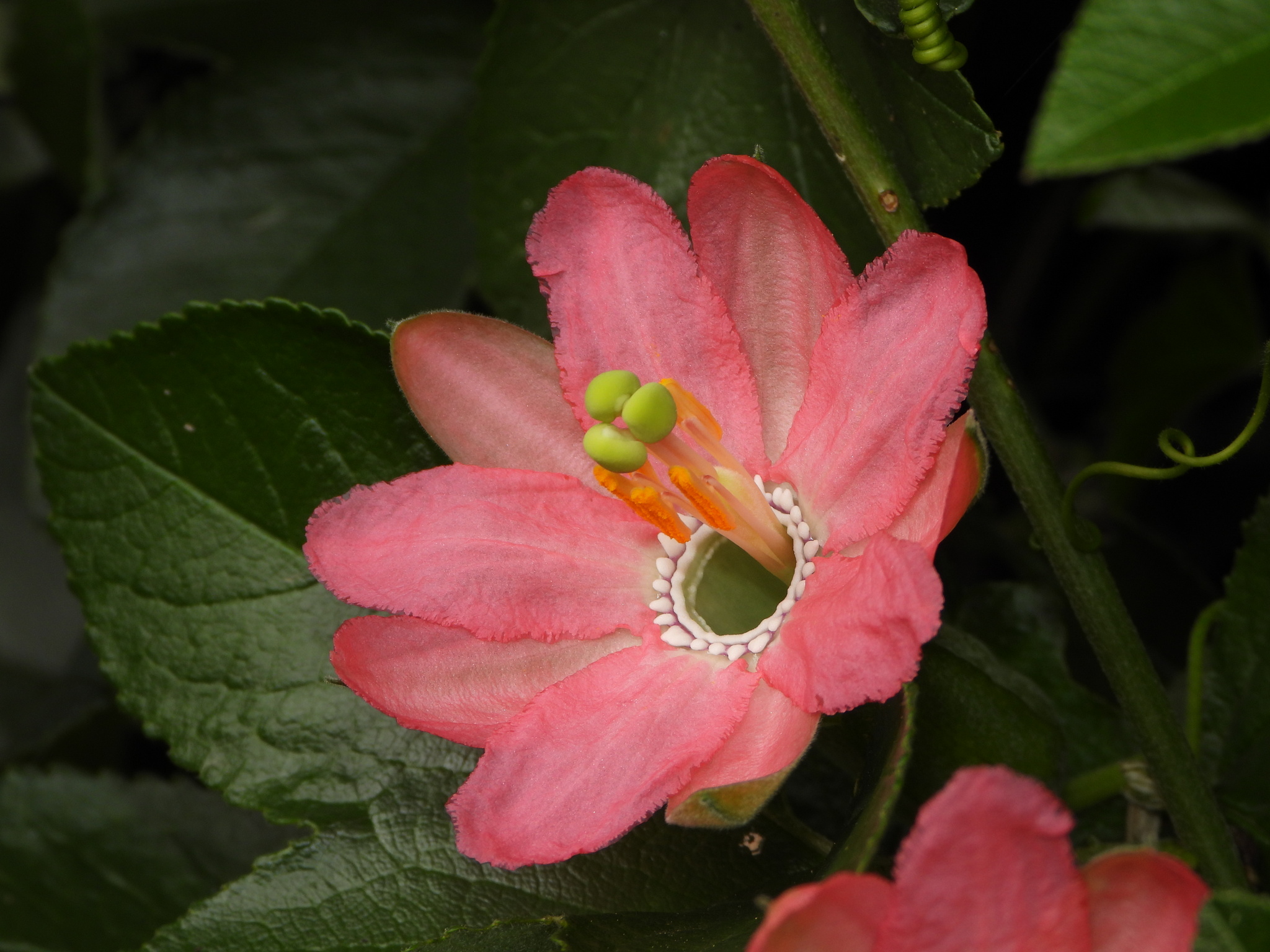 Passiflora mathewsii image