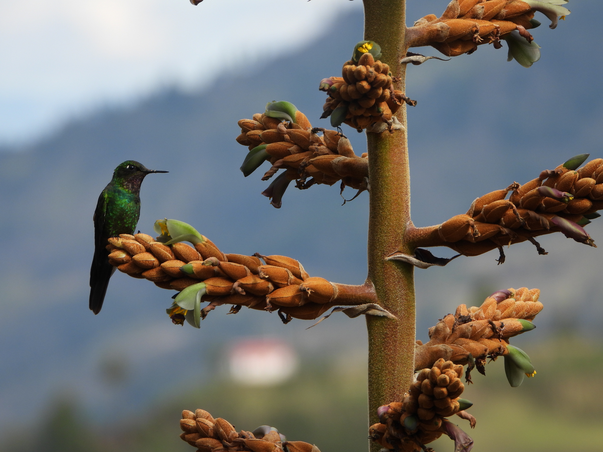 Heliangelus viola image