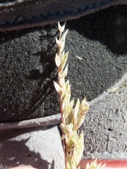 Poa bigelovii