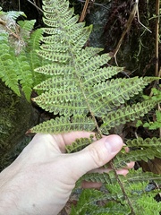 Polystichum braunii image