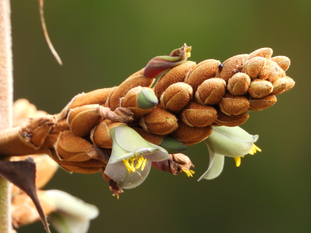Puya roseana