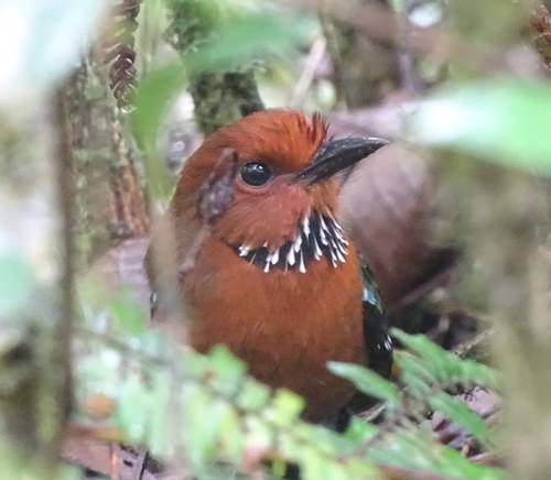 Rufous-headed Ground Roller (Atelornis crossleyi), photo 8