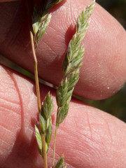 Poa bigelovii