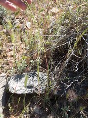 Poa bigelovii