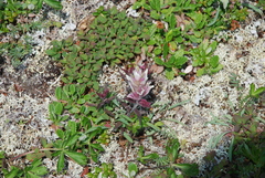 Castilleja pavlovii
