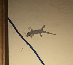 Hemidactylus mabouia