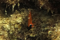 Enneapterygius larsonae