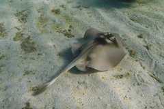 Trygonoptera personata