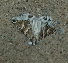 Drasteria eubapta