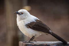 Southern Pied Babbler photo 1