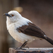 Southern Pied-Babbler - Photo (c) Tristan Scholze, some rights reserved (CC BY-NC), uploaded by Tristan Scholze