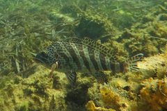 Goniistius rubrolabiatus