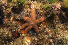 Nepanthia crassa