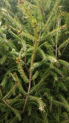 Picea morrisonicola