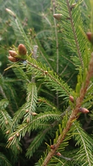 Picea morrisonicola