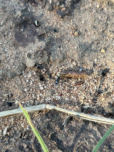 Camponotus bigenusCamponotus bigenus