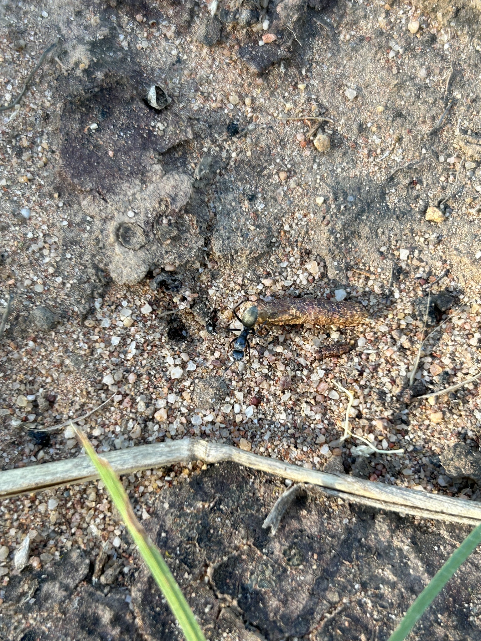 Camponotus bigenus