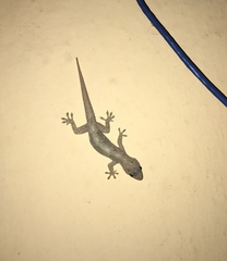 Hemidactylus mabouia