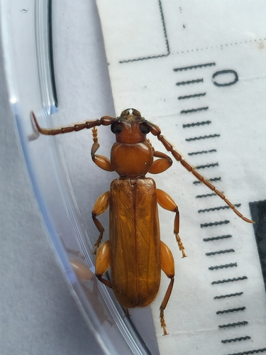 Smodicum dinellii