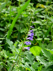 Scutellaria barbata