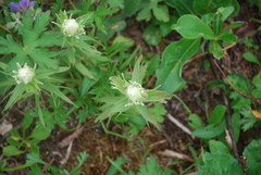 Castilleja pallida