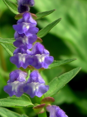 Scutellaria barbata