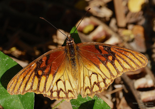 Mexican Silverspot photo 4