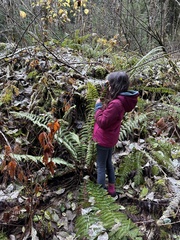 Polystichum braunii image