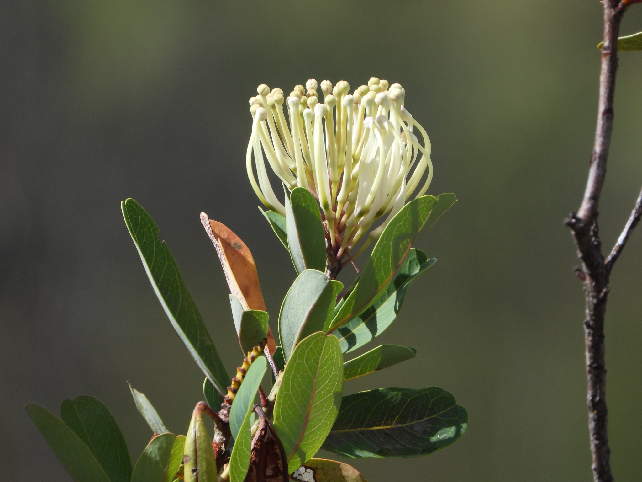 Oreocallis image
