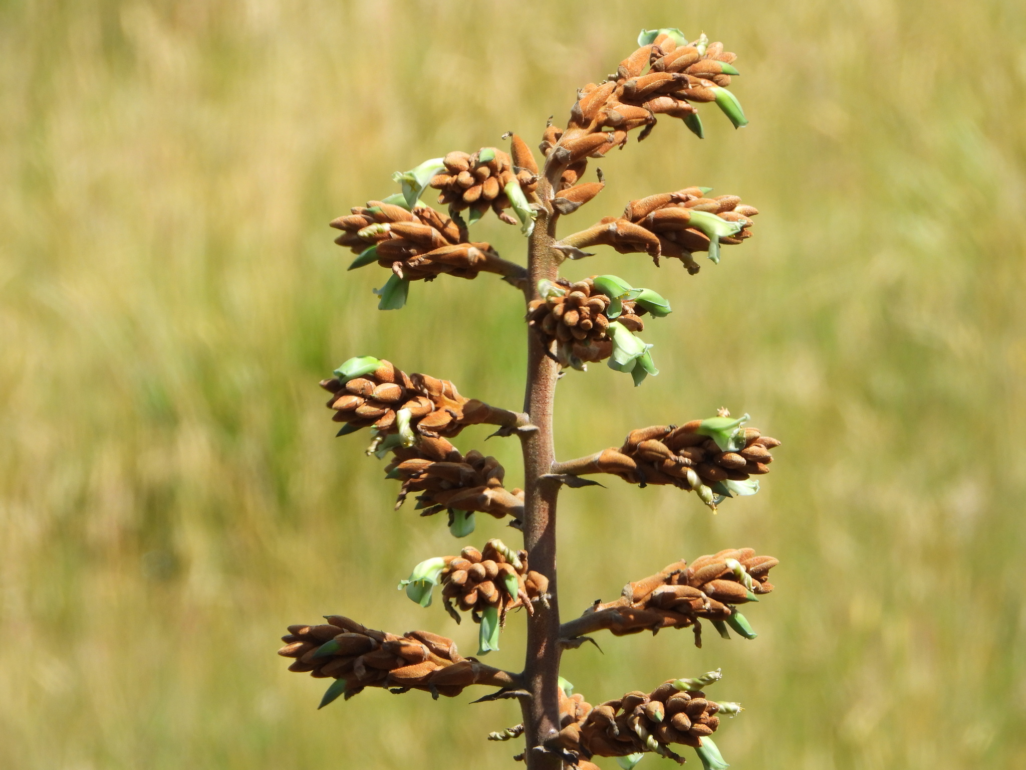 Puya roseana image